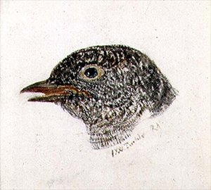Gök, från The Farnley Book of Birds, ca 1816 (penna och akvarell på papper) av Joseph Mallord William Turner