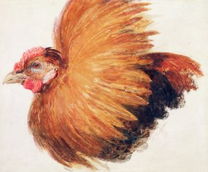 Game-Cock, från The Farnley Book of Birds, c.1816 av Joseph Mallord William Turner
