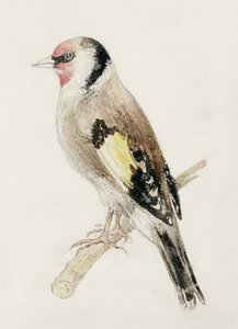 Goldfinch, från The Farnley Book of Birds, c.1816 (penna och akvarell på papper) av Joseph Mallord William Turner