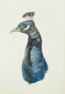 Peacock, från The Farnley Book of Birds, ca 1816 (penna och akvarell på papper) av Joseph Mallord William Turner