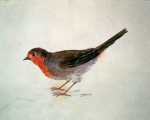 Robin, från The Farnley Book of Birds, c.1816 (penna och akvarell på papper) av Joseph Mallord William Turner