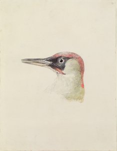 Hackspett, från The Farnley Book of Birds, c.1816 (penna och akvarell på papper) av Joseph Mallord William Turner