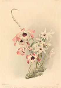 Dendrobium Hybridium Venus och Dendrobium Hybridium Cassiope. av Joseph Mansell