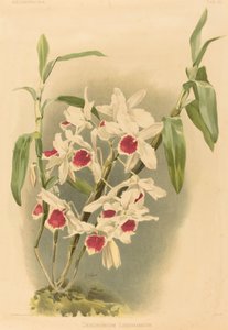 Dendrobium Leechianum. av Joseph Mansell