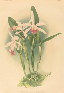 Laelia Elegans Schilleriana. av Joseph Mansell