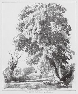 Fullvuxen alm (litho)