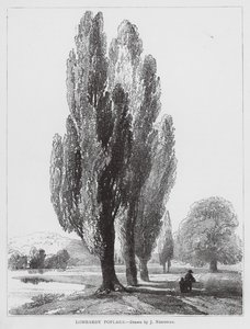 Lombardiska popplar (litho)