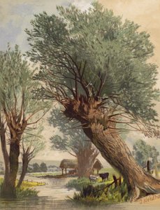 Pollarded Willows (färglitografi)
