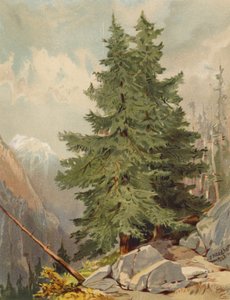 Lärken, alplandskap (färglitografi)