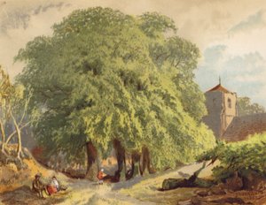 Byskildring, limefrukter (färglitografi)