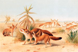 Afrikanska fennecs