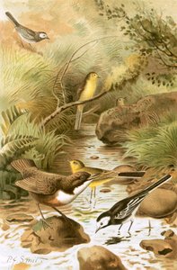 Dipper, Pied Viptail och Gul Viptail