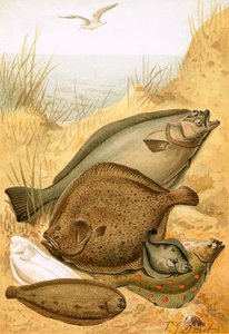 Platt fisk