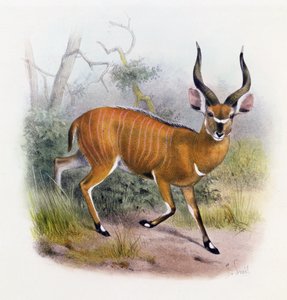 The Broad Horned Antilope, från "Antelopernas bok",