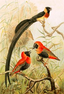 Weaver Birds