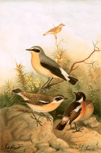 Wheatear, Stonechat och Whinchat