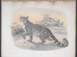 Felis uncia, Snöleopard, från "En monografi av Felidae, eller familjen av katter" av Joseph and Smit J. Wolf