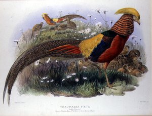Thaumalea picta (Guldfasan) graverad av M. & N. Hanhart av Joseph and Smit J. Wolf