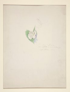 Blomma av Joseph Stella
