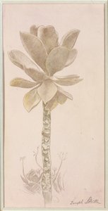 Studie av blommor av Joseph Stella
