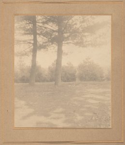 Landskap med träd,ca. 1900 (foto) av Joseph T. Keiley