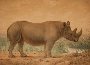 Afrikansk noshörning av Joseph Wolf