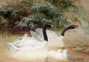 Svarthalsad svan (Cygnus nigricollis), 1852-54 av Joseph Wolf