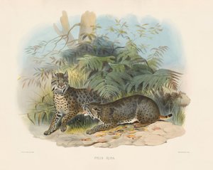  av Joseph Wolf