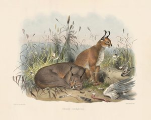  av Joseph Wolf