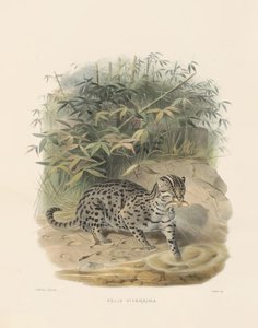  av Joseph Wolf