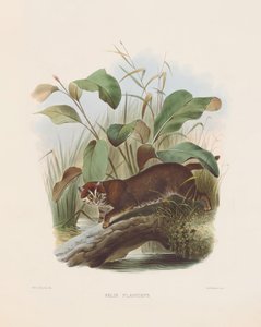  av Joseph Wolf