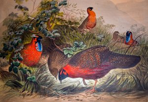 Horned Tragopan, 1861 av Joseph Wolf