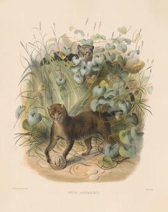  av Joseph Wolf