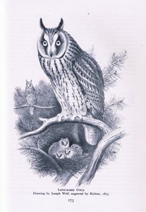 Long Eared Owl, Nature in Britain publicerad av Collins, 1946 av Joseph Wolf
