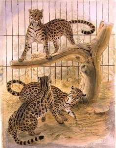Ocelots i en bur av Joseph Wolf