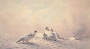 ripa, vinter, 1873 (wc) av Joseph Wolf