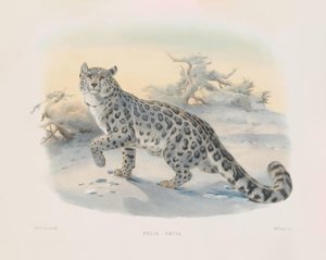  av Joseph Wolf