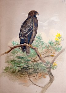 Fläckörn (Aquila clanga), 1856-67
