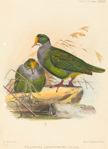 Två fåglar (Ptilonopus Auranthfrons) av Joseph Wolf