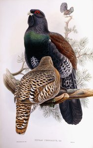 Wood Grouse av Joseph Wolf