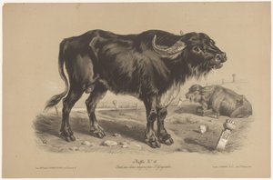 Buffel Buffalo (titel på objekt) Dierenstudies in twee soorten krijt (serietitel) Studera med två pennor av Z. Gengembre (serietitel)