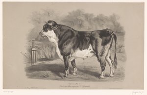 Tjur på en äng Taureau (titel på objekt) Djurstudier i två typer av krita (serietitel) Etude aux deux crayons par Z. Gengembre (serietitel på objekt)
