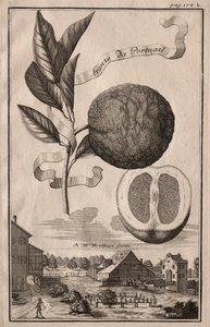Nurnbergische Hesperides: Aranzo från Portugal