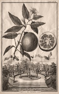 Nurnbergische Hesperides: Dubbel Aranzo de fior