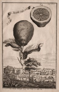 Nurnbergische Hesperides: The Imperial Luchetta