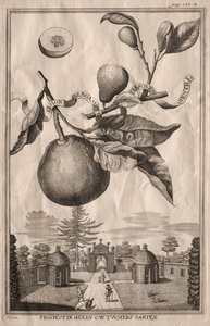 Nurnbergische Hesperides: Limon bergamott personzin gientile