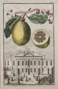 Nurnbergische Hesperides: No125 - Limon Ponzino från Neapoli. Palazzo del N. H. Cornaro i Fiesso, c170