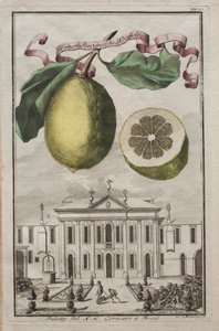 Nurnbergische Hesperides: Nr 125 - Limon Ponzino från Neapoli. Palazzo del N. H. Cornaro i Fiesso