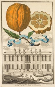 Nurnbergische Hesperides: Nr 185 - Sweet Striated Aranzo. Palazzo del N. H. Fonte i Noventa