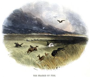 Prairie on Fire, från Phenomena of Nature, 1849